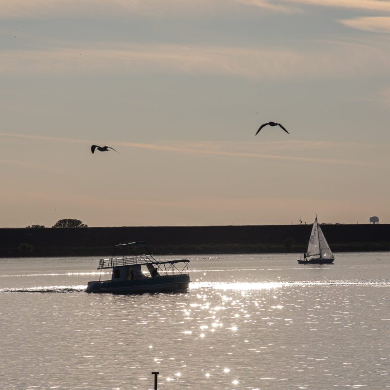 a flock of seagulls flying over a body of water